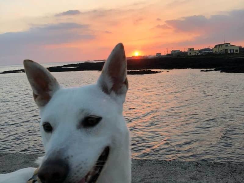 Housesitting assignment in Seogwipo, South Korea