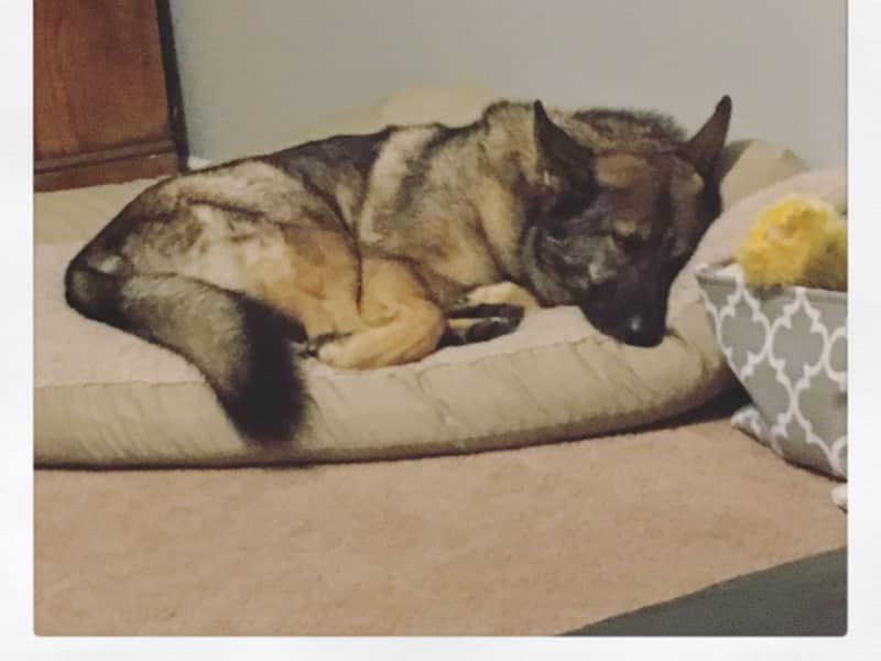 Housesitting assignment in Martinsville, Indiana, United States