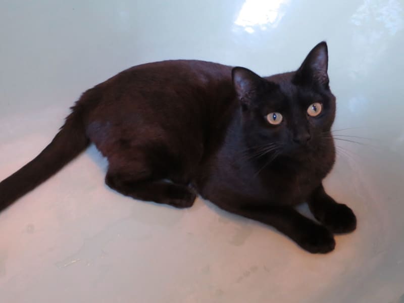Housesitting assignment in Hamilton, Victoria, Australia