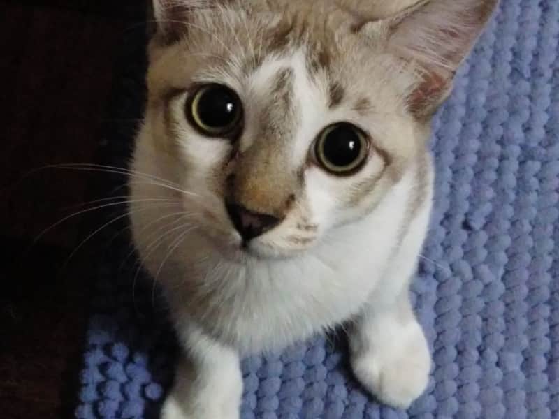 Housesitting assignment in Batu Feringgi, Malaysia