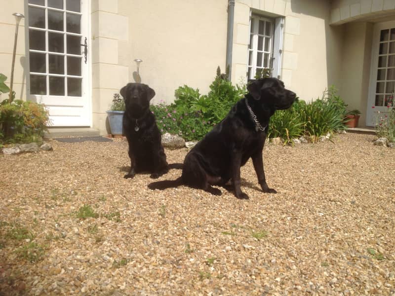Housesitting assignment in Baugé-en-Anjou, France