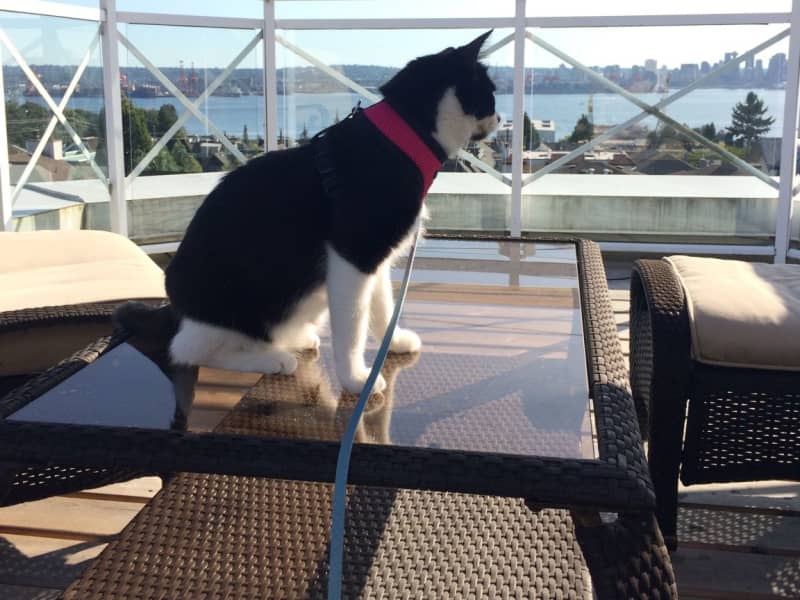 Housesitting assignment in North Vancouver, British Columbia, Canada