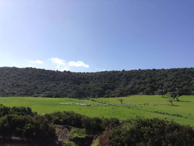 Housesitting assignment in Sassari, Italy
