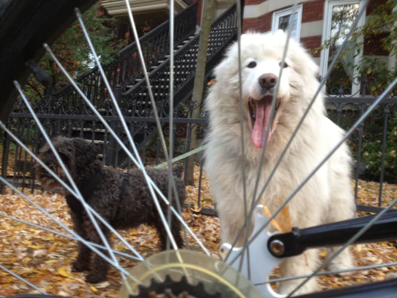 Housesitting assignment in Montréal, Quebec, Canada
