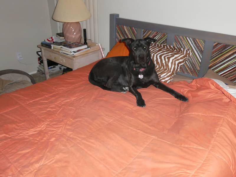 Housesitting assignment in Maricopa, Arizona, United States