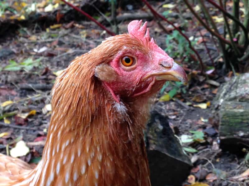 Housesitting assignment in Standon, United Kingdom