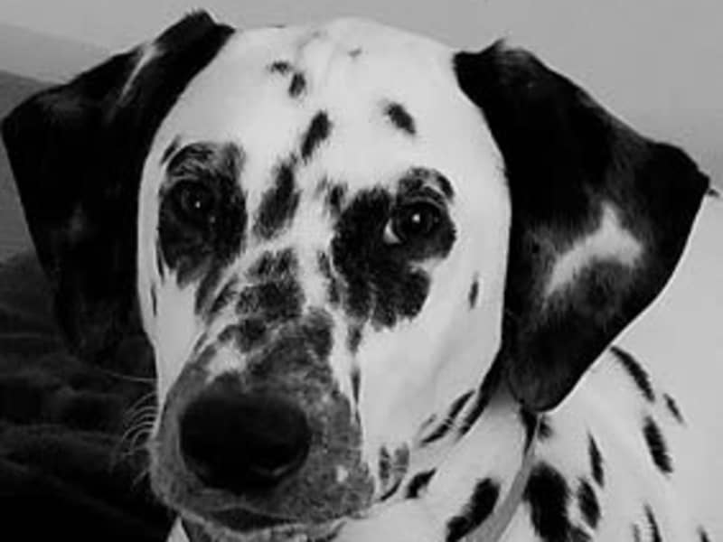 Housesitting assignment in Andover, Massachusetts, United States