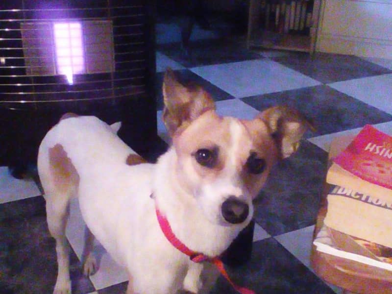 Housesitting assignment in Mollina, Spain