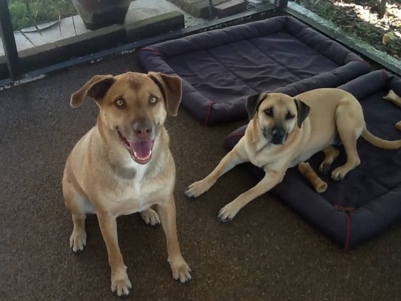 Housesitting assignment in Granbury, Texas, United States