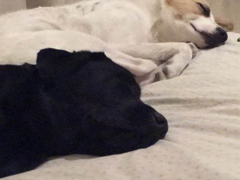Housesitting assignment in Abu Dhabi, United Arab Emirates