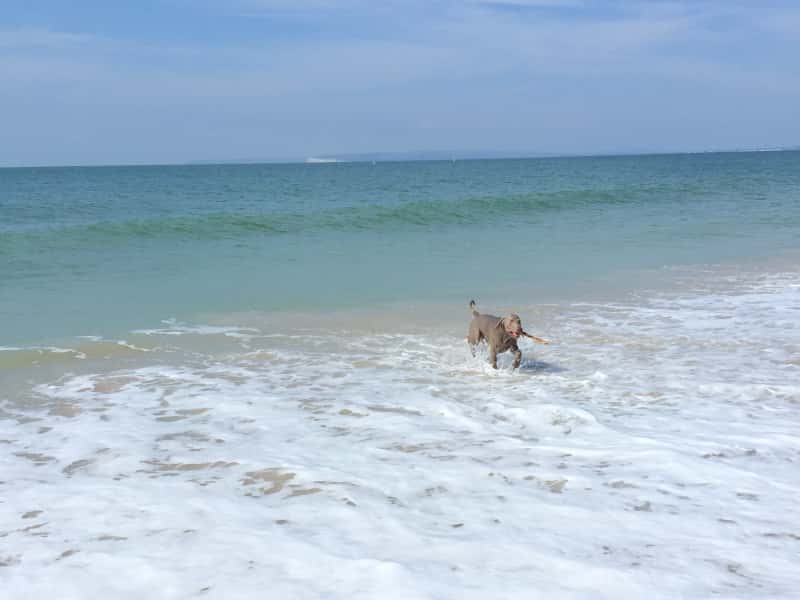 Housesitting assignment in Swansea, United Kingdom