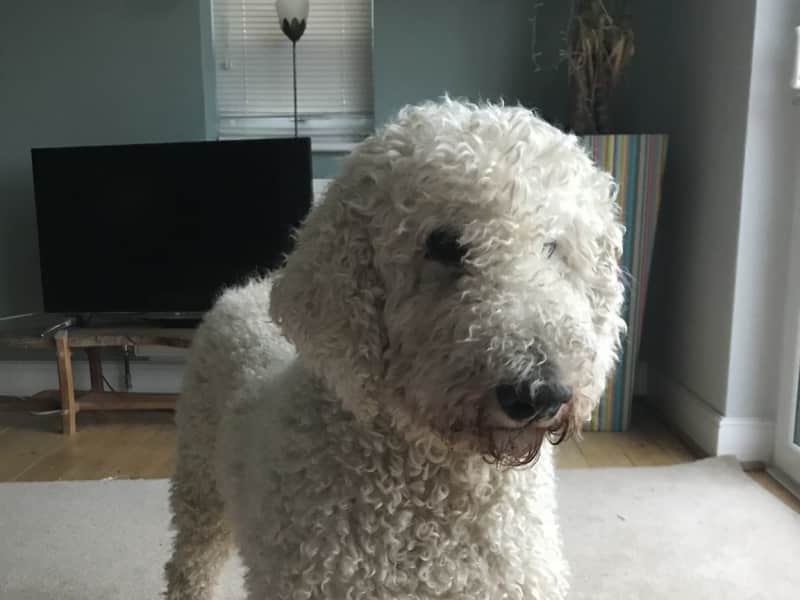 Housesitting assignment in Saltdean, United Kingdom