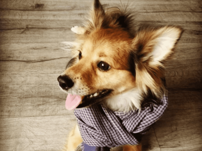 Housesitting assignment in Brno, Czech Republic