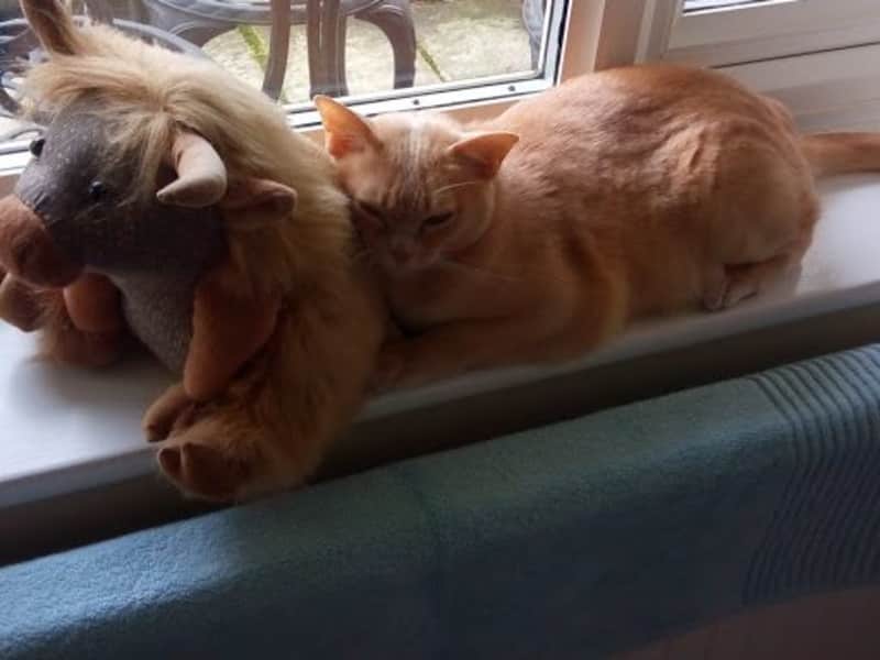 Housesitting assignment in Teddington, United Kingdom