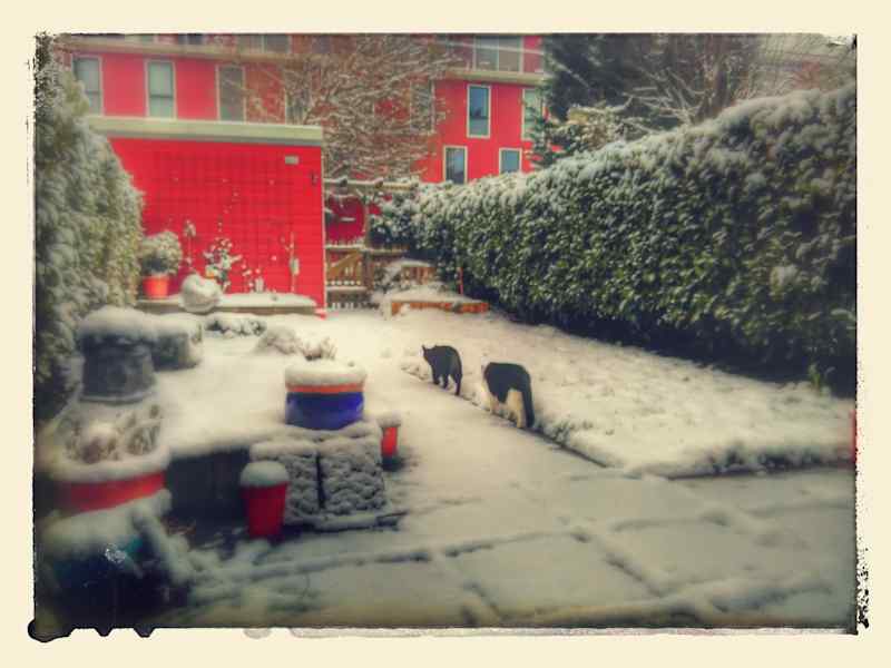Housesitting assignment in Amsterdam, Netherlands