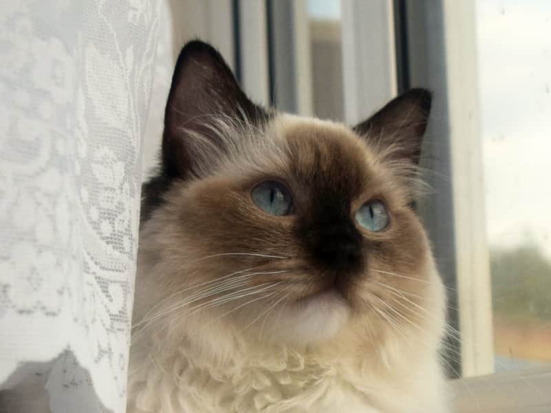 Housesitting assignment in Oakhill, United Kingdom