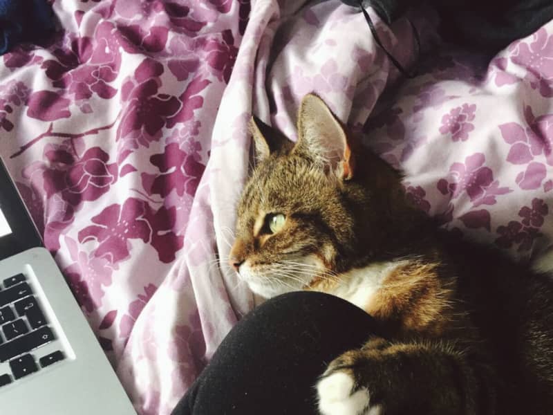 Housesitting assignment in Lewisham, United Kingdom