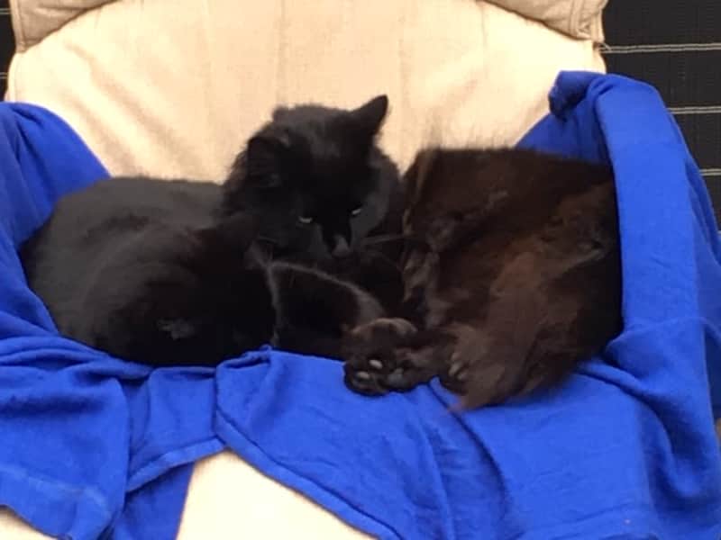 Housesitting assignment in Christchurch, New Zealand
