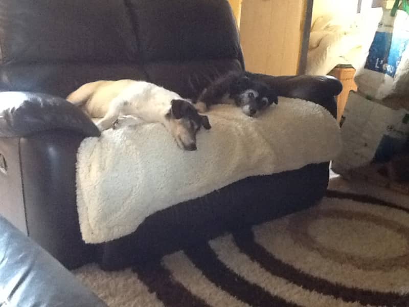 Housesitting assignment in La Trimouille, France