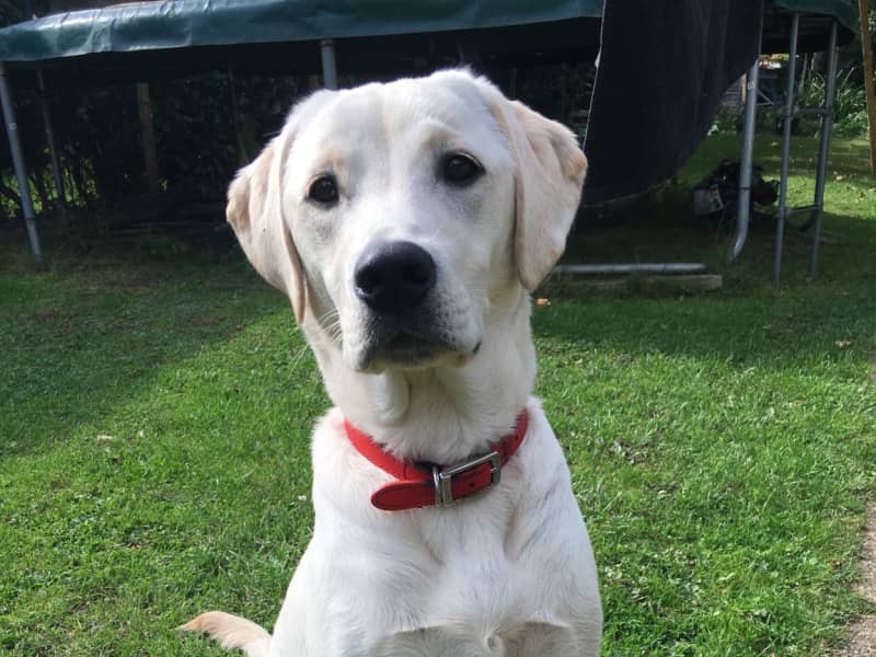 Housesitting assignment in Slough, United Kingdom