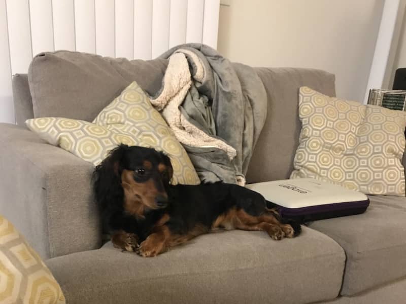Housesitting assignment in Taftville, Connecticut, United States