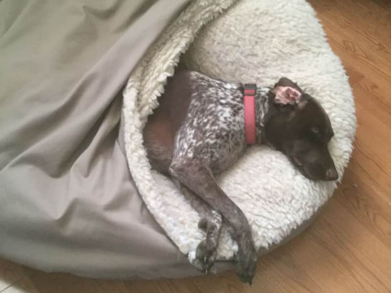 Housesitting assignment in Kingston, Ontario, Canada