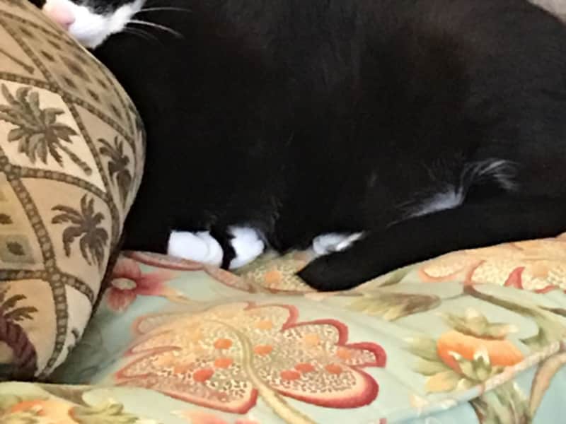 Housesitting assignment in St. John's, Newfoundland and Labrador, Canada