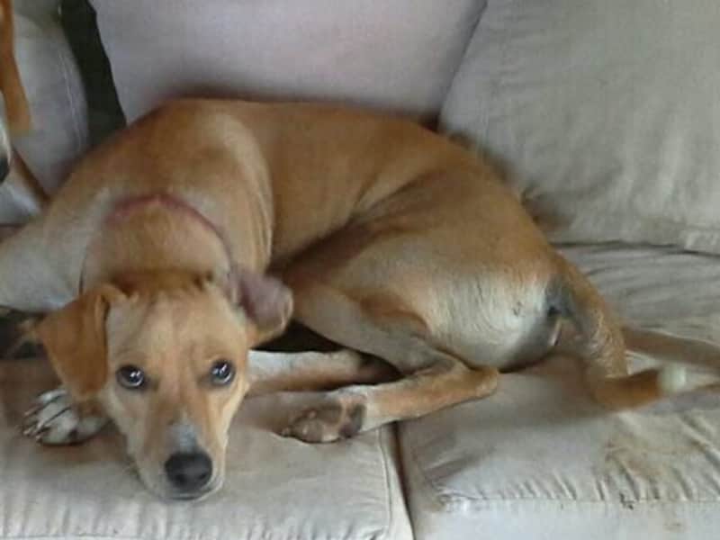 Housesitting assignment in Dominical, Costa Rica