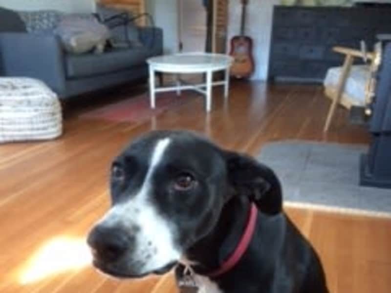 Housesitting assignment in Penticton, British Columbia, Canada
