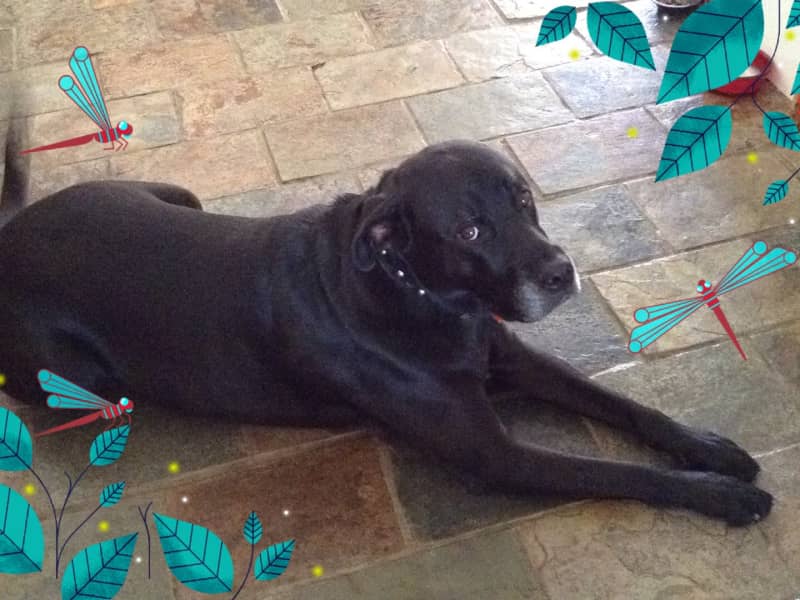 Housesitting assignment in Heathridge, Western Australia, Australia