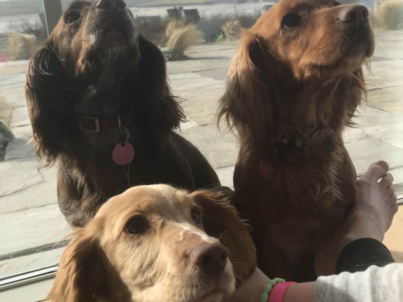 Housesitting assignment in New Alresford, United Kingdom