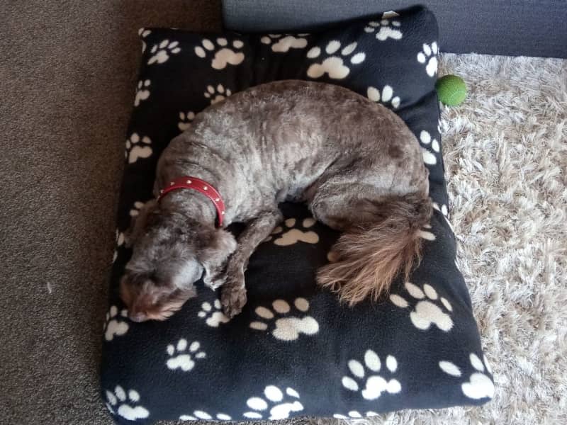 Housesitting assignment in Wanganui, New Zealand