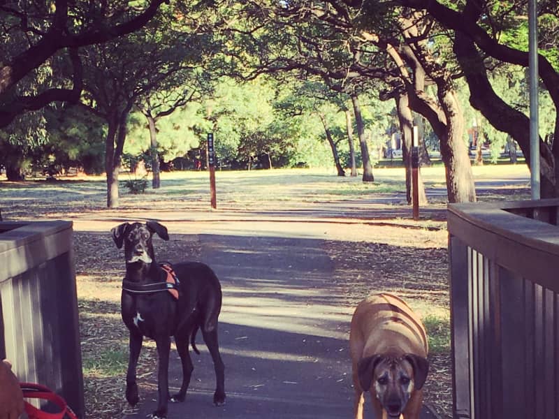 Housesitting assignment in St Georges, South Australia, Australia
