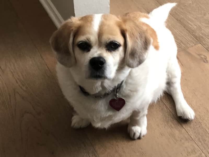 Housesitting assignment in Marina del Rey, California, United States