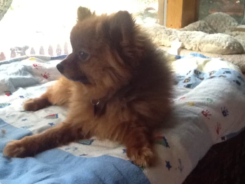 Housesitting assignment in Aspen, Colorado, United States