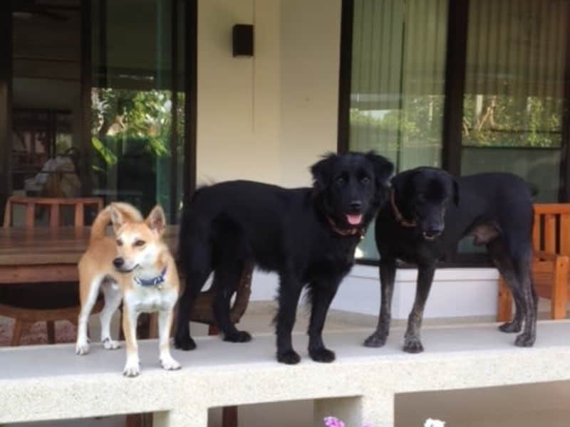 Housesitting assignment in Hang Dong, Thailand