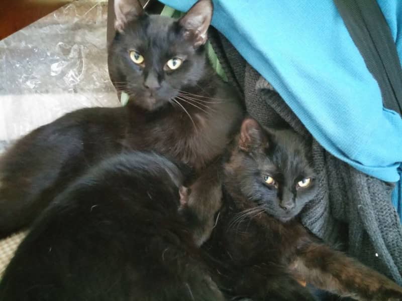 Housesitting assignment in Toronto, Ontario, Canada