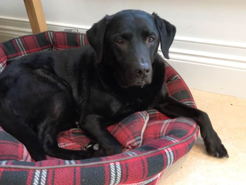 Housesitting assignment in Longworth, United Kingdom