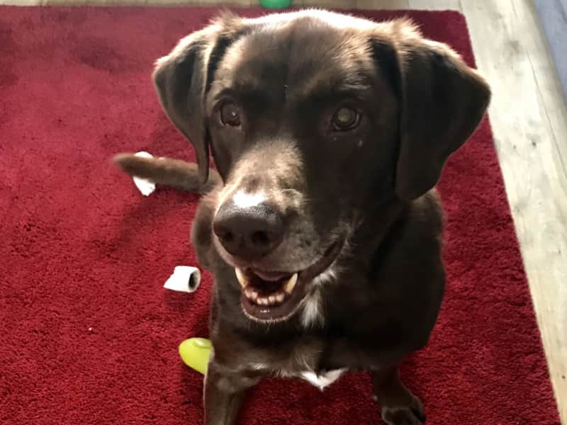 Housesitting assignment in Old Street, United Kingdom