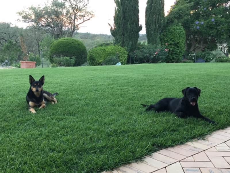 Housesitting assignment in Pittsworth, Queensland, Australia