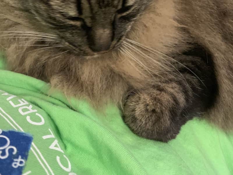 Housesitting assignment in Lubbock, Texas, United States