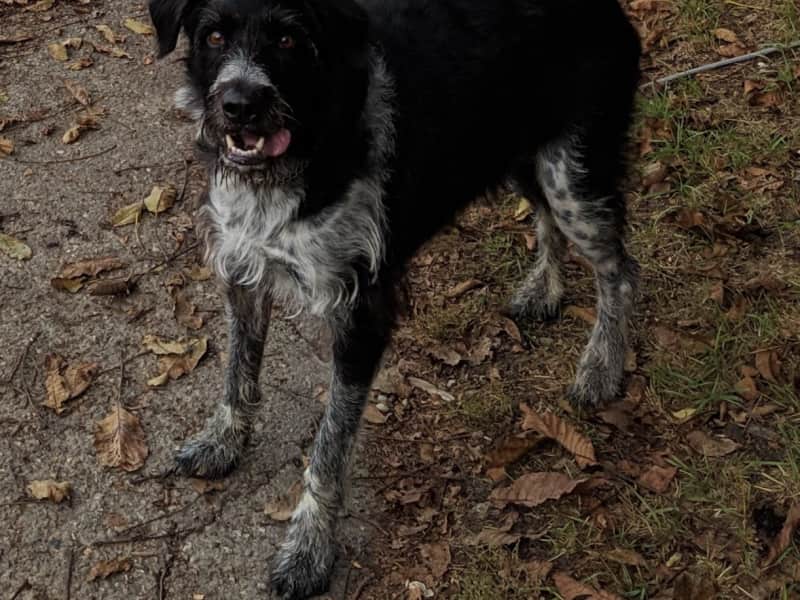 Housesitting assignment in Sierentz, France