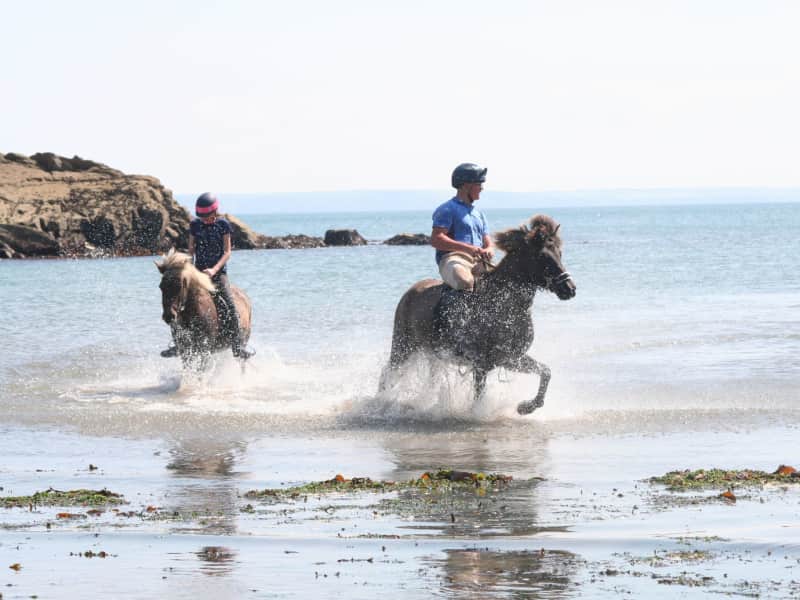 Housesitting assignment in Solva, United Kingdom
