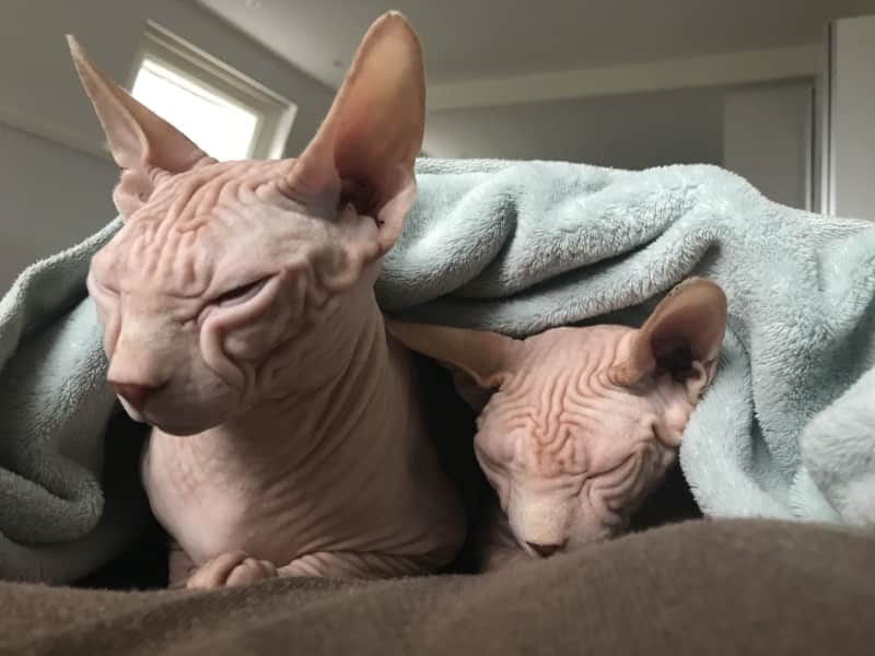 Housesitting assignment in Amsterdam, Netherlands