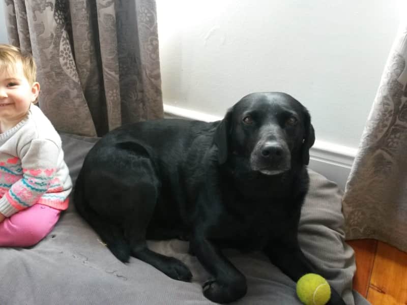 Housesitting assignment in Cape Town, South Africa