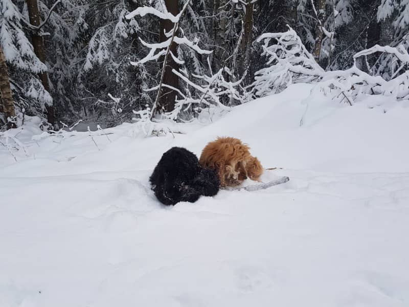 Housesitting assignment in Oslo, Norway
