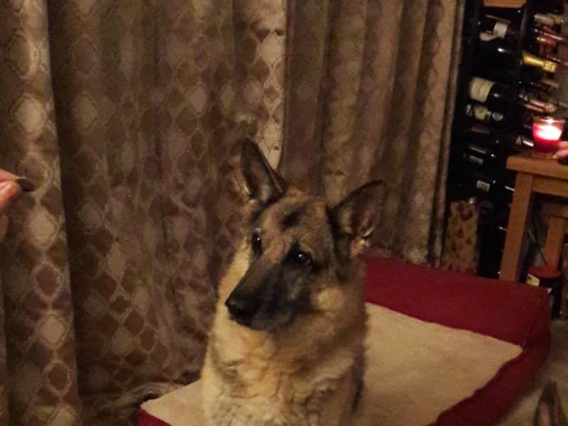 Housesitting assignment in Wansford, United Kingdom