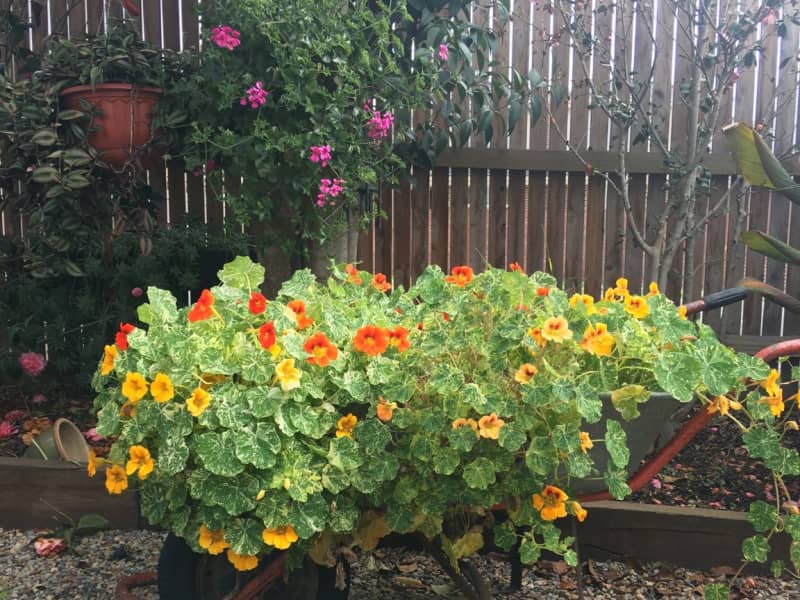 Housesitting assignment in Blackburn North, Victoria, Australia