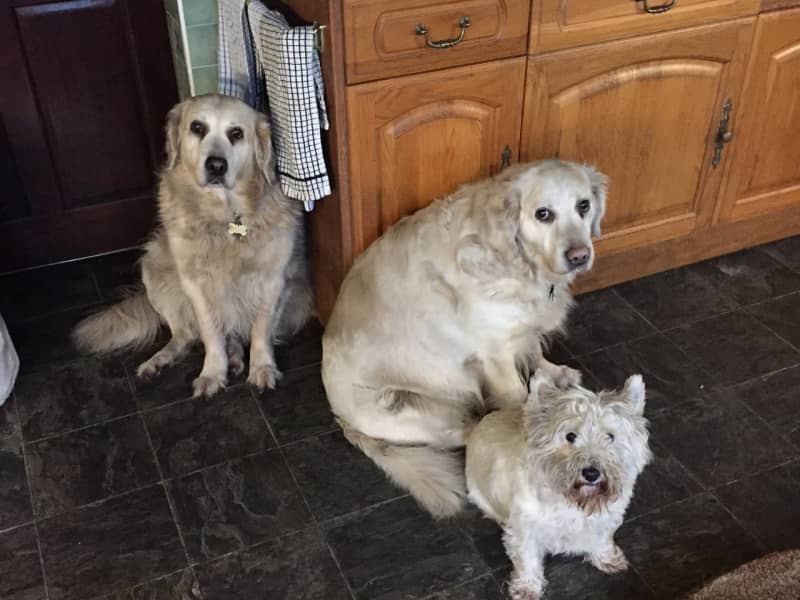 Housesitting assignment in Prescot, United Kingdom