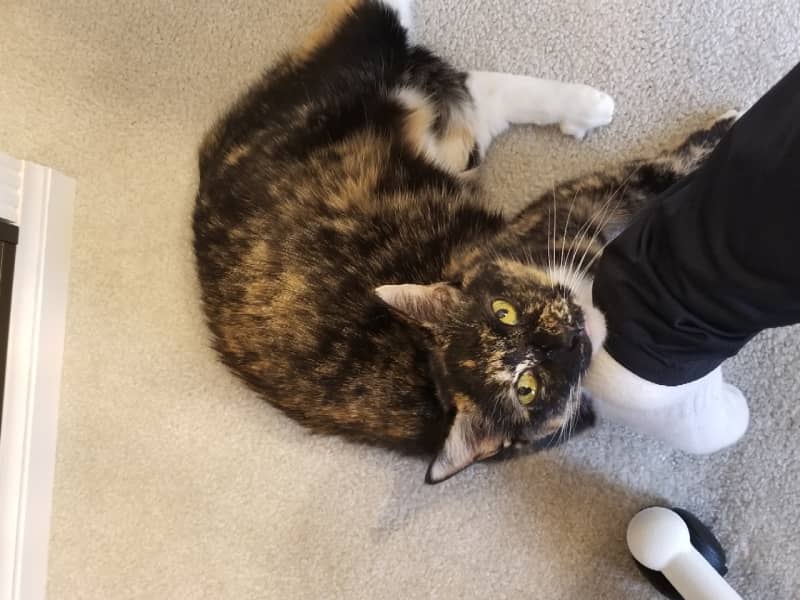 Housesitting assignment in Owings Mills, Maryland, United States